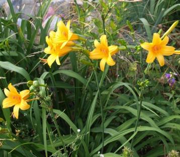 Hemerocallis van hobbykweek beschikbaar voor biedingen