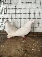 Sierduiven  kumru turkse fluitduif, Animaux & Accessoires, Oiseaux | Pigeons