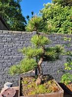 Bonsai pinus thunbergii, Jardin & Terrasse, Enlèvement, En pot