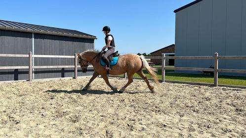 JEWEL D DAMY D PONY zoekt ruiter, Dieren en Toebehoren, Paarden