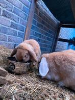 Twee knuffelige konijnenbroertjes zoeken een nieuw avontuur!, Dieren en Toebehoren, Konijnen, Mannelijk, Dwerg, Hangoor, 0 tot 2 jaar