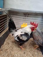 Trio oud engels vechtkriel zilverpatrijs, Dieren en Toebehoren, Pluimvee, Meerdere dieren, Kip