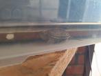 Baby driekiel waterschildpadjes, Animaux & Accessoires, Reptiles & Amphibiens