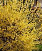 Arbustes ornementaux, Tuin en Terras, Planten | Struiken en Hagen, Ophalen, Overige soorten, Struik, Minder dan 100 cm