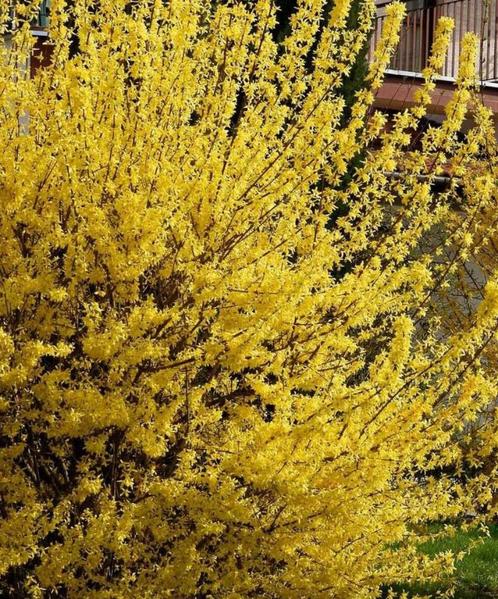 Arbustes ornementaux, Tuin en Terras, Planten | Struiken en Hagen, Struik, Overige soorten, Minder dan 100 cm, Ophalen