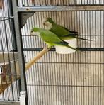 Conure souris, Animaux & Accessoires, Perroquet