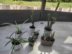 Kamerplanten/Euphorbia cactus/chlorophytum/opuntia/..., Ophalen, In pot