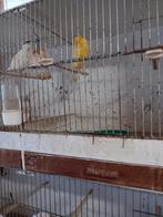 koppel yorken, Dieren en Toebehoren, Meerdere dieren, Postuurkanarie