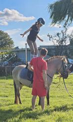 Mooie D pony, Dieren en Toebehoren, Paarden, Ruin