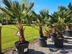 Palmboom Trachycarpus Wagnerianus, Halfschaduw, Ophalen, Palmboom
