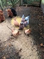 Kingduiven, Dieren en Toebehoren, Vogels | Duiven, Meerdere dieren, Overige soorten