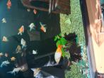 Quelqu'un a-t-il besoin de poissons rouges ? J'aimerais écha, Animaux & Accessoires, Poissons | Aquariums & Accessoires, Enlèvement ou Envoi