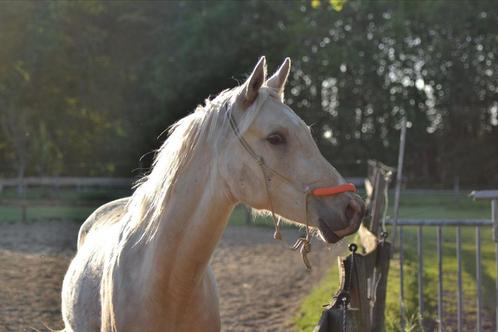 5* thuis gezocht voor mijn ruin, Dieren en Toebehoren, Paarden, Ruin, Zadelmak, Minder dan 160 cm, 7 tot 10 jaar, Recreatiepaard
