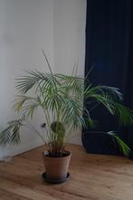 Arcea kamerpalmboom, 5 jaar, 135cm, nieuwe pot, Huis en Inrichting, Kamerplanten, 100 tot 150 cm, Palm, In pot, Volle zon