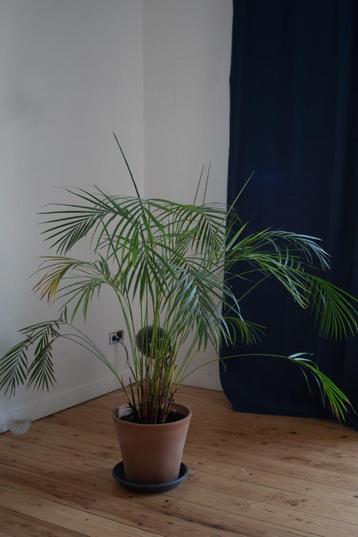 Arcea kamerpalmboom, 5 jaar, 135cm, nieuwe pot