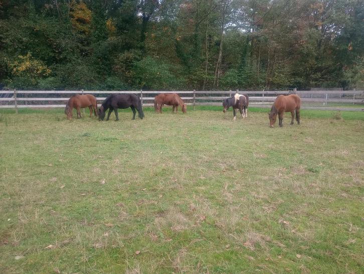Verzorger/bijrijder IJslanders gezocht Tessenderlo, Dieren en Toebehoren, Paarden en Pony's | Overige Paardenspullen, Ophalen