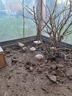 Chinees dwergkwartel, Dieren en Toebehoren