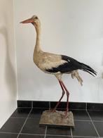 Taxidermie vintage opgezette ooievaar, Ophalen, Gebruikt
