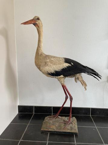Taxidermie vintage opgezette ooievaar beschikbaar voor biedingen