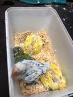Baby dwergpapagaai, Dieren en Toebehoren, Vogels | Parkieten en Papegaaien