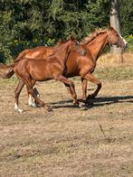 Riesling vd gaathoeve x le tot de semilly veulen, Dieren en Toebehoren, Paarden, Springpaard, 0 tot 2 jaar, Hengst, Onbeleerd