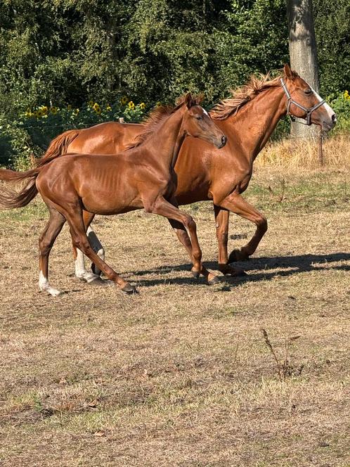 Riesling vd gaathoeve x le tot de semilly veulen, Dieren en Toebehoren, Paarden, Hengst, Onbeleerd, 0 tot 2 jaar, Springpaard
