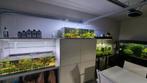 Hobbykweker verkoopt zijn volledige aquariums en vissen, Ophalen, Zo goed als nieuw