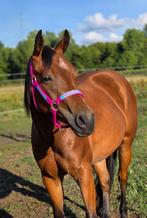 Quarter merrie, Dieren en Toebehoren, Paarden, Merrie, Minder dan 160 cm, Gechipt, Niet van toepassing