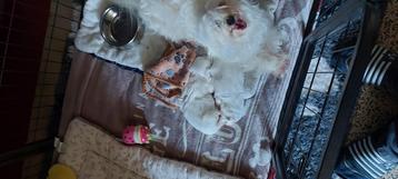 Maltezer, Belgique, Bichon maltais, 8 à 15 semaines, Éleveur | Loisir