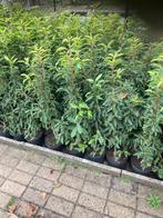 Prunus lusitanica, Tuin en Terras, Planten | Struiken en Hagen, Ophalen