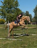 Lieve 7j merrie te koop, Vermifugé, Débourré, 165 à 170 cm, Cheval de récréation