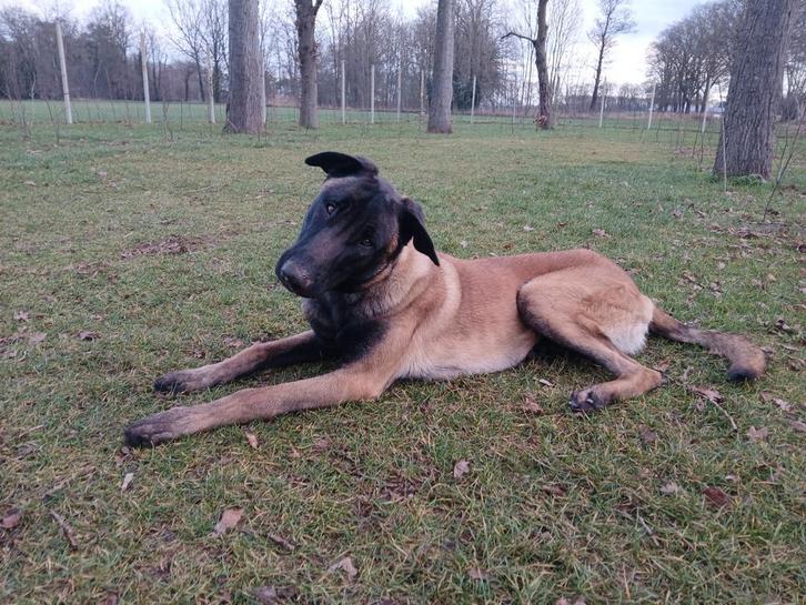 Mechelse herder - reu - 10 maanden, Animaux & Accessoires, Chiens | Bergers & Bouviers, Chien (mâle), Berger, Éleveur | Loisir