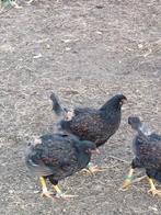 2 Barnevelder hennen, Dieren en Toebehoren, Pluimvee, Vrouwelijk, Kip