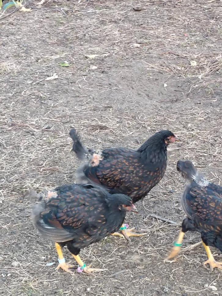 2 Barnevelder hennen, Dieren en Toebehoren, Pluimvee, Kip, Vrouwelijk