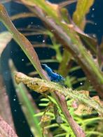 Blue dreams garnalen, Dieren en Toebehoren, Kreeft, Krab of Garnaal, Zoetwatervis, Schoolvis