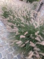 Siergras penisetum Halm, Tuin en Terras, Ophalen, Siergrassen