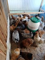 brahma 6 maand / koningin der kippen 4+1 GRATIS, Dieren en Toebehoren, Pluimvee, Vrouwelijk, Kip