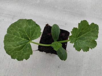 courgette-plant, Ophalen