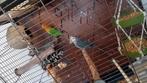 Tam koppel AGAPORNIS te koop +kooi erbij, Dieren en Toebehoren, Vogels | Parkieten en Papegaaien, Meerdere dieren, Dwergpapegaai of Agapornis
