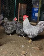 Broedeieren amrock (groot), Dieren en Toebehoren, Pluimvee