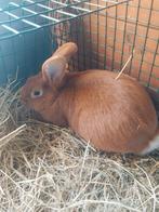 Vaal van bourgondie dame 5maand oud, Dieren en Toebehoren