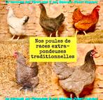 Poules extra-pondeuses!, Animaux & Accessoires, Volatiles