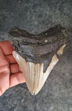 MEGALODON TAND USA	121	gr	10.5x8x1.5	cm, Ophalen of Verzenden, Fossiel