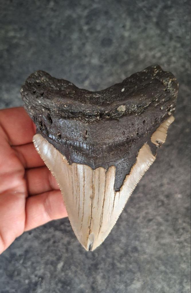 MEGALODON TAND USA	121	gr	10.5x8x1.5	cm, Verzamelen, Mineralen en Fossielen, Fossiel, Ophalen of Verzenden