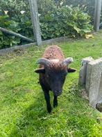 Quessant mini schaap rammetje, Dieren en Toebehoren, Schapen, Geiten en Varkens, Mannelijk, Schaap, 0 tot 2 jaar