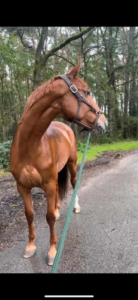 8jarige Fokmerrie/ spring-recreatie mits juiste ruiter, Dieren en Toebehoren, Paarden, Merrie