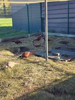 20 tal bosfazanten te koop, Dieren en Toebehoren