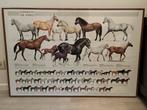 Horses du monde, Collections, Posters & Affiches, Comme neuf, Enlèvement