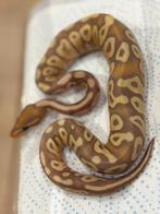 Python regius, Dieren en Toebehoren, Ophalen