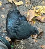 Ayam cemani haan, Dieren en Toebehoren, Pluimvee, Mannelijk, Kip